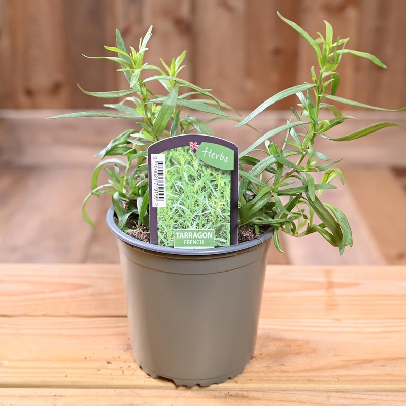 Tarragon French – Artemisia Dracunculus   1L