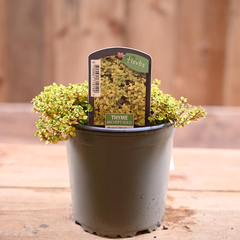 Thyme Archers Gold – Thymus Citriod.  1L