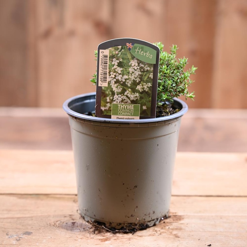 Thyme Common – Thymus Vulgaris Compactus 1L