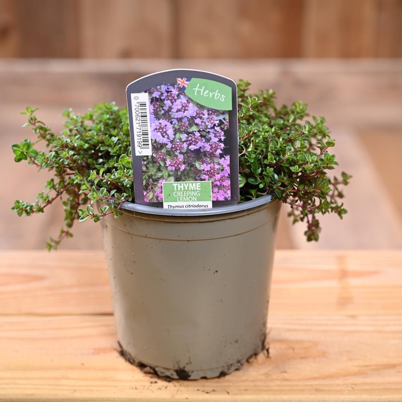 Thyme Creeping Lemon – Thymus Citriod.  1L