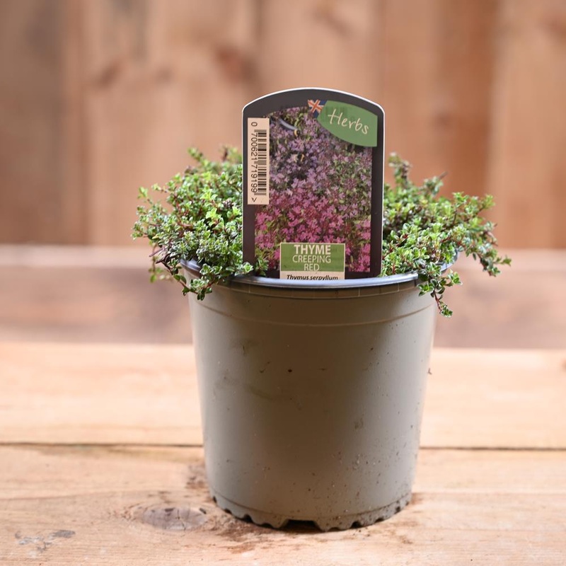 Thyme Creeping Red – Thymus Serpyllum  1L