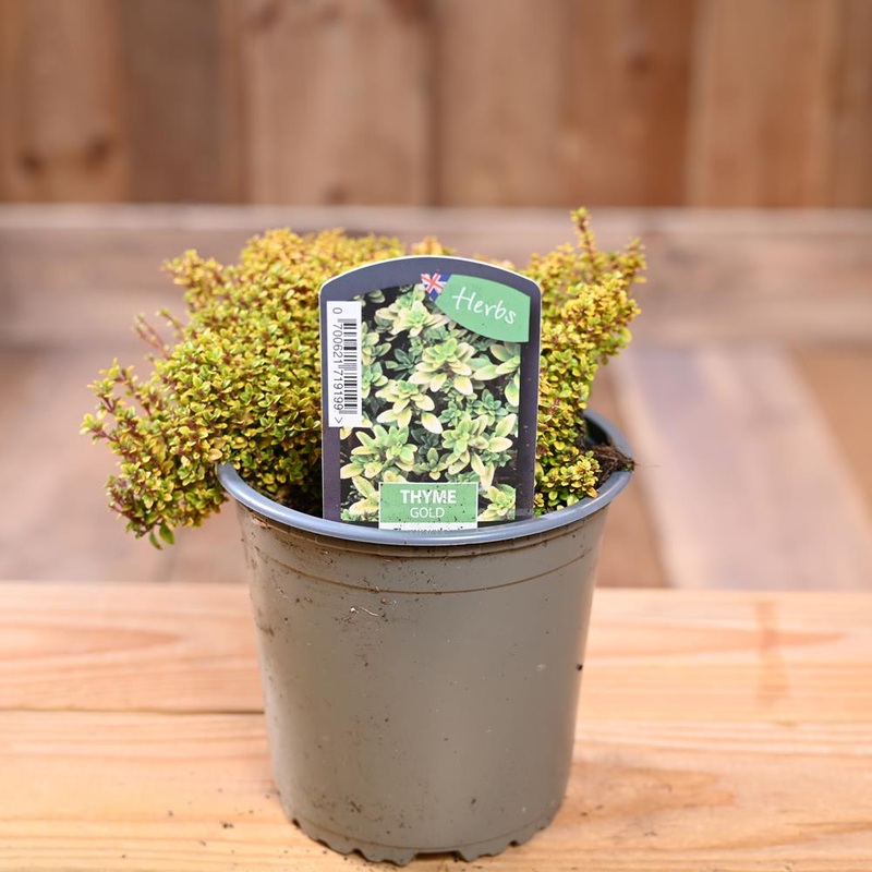 Thyme Gold – Thymus 1L