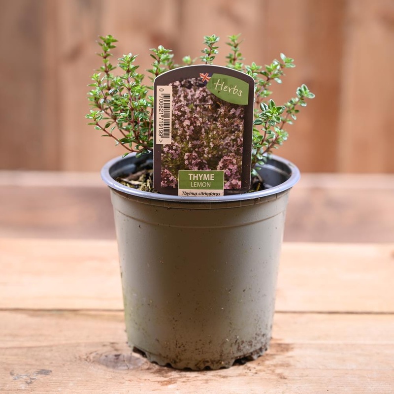 Thyme Lemon – Thymus Citriodorus 1L