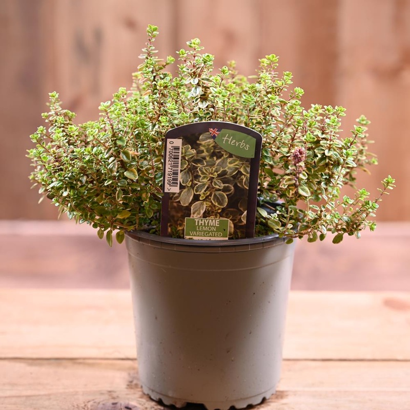 Thyme Lemon Variegated – Thymus Citriod. ‘Aureus’ 1L