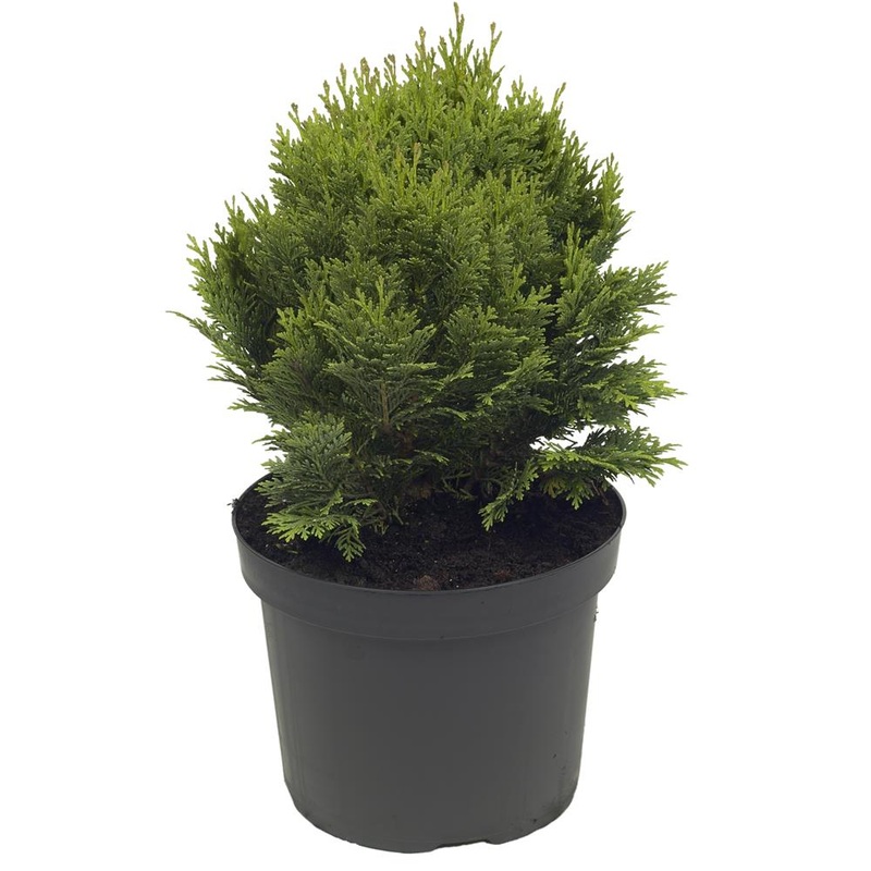 Chamaecyparis Lawsoniana Minima Glauca 3L
