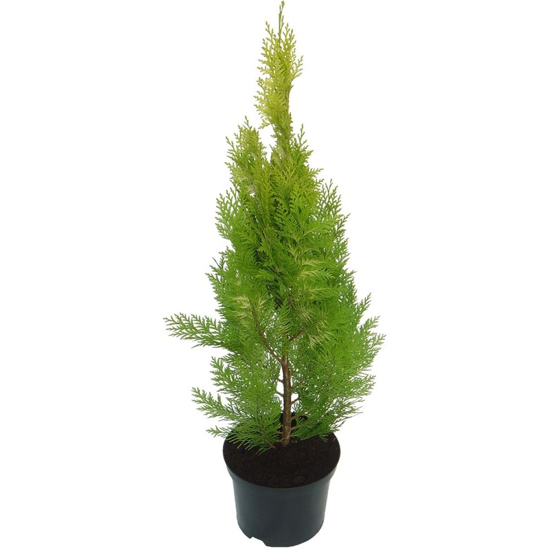 Chamaecyparis Lawsoniana Yvonne 3L
