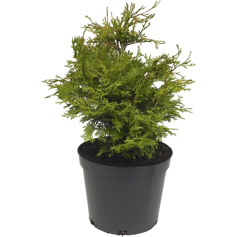 Chamaecyparis Obtusa Pygmaea 3L
