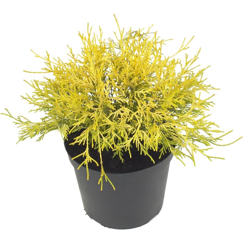 Chamaecyparis Pisifera Filifera Aurea 3L