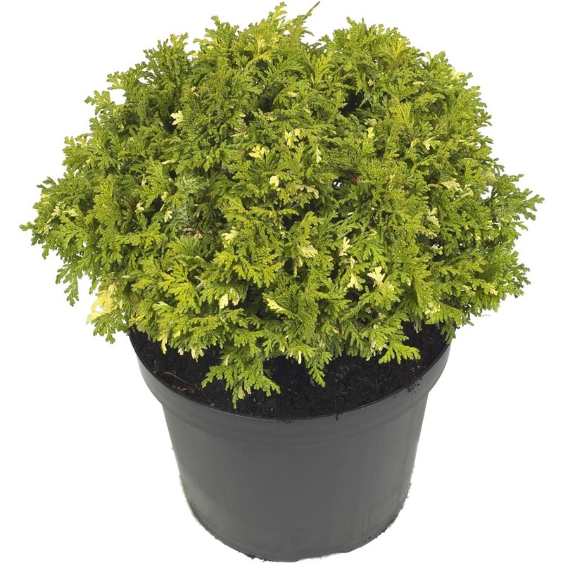 Chamaecyparis Pisifera Nana Aureovariegata 3L