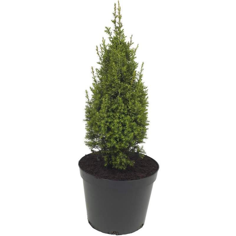 Chamaecyparis Thyoides Top Point 3L