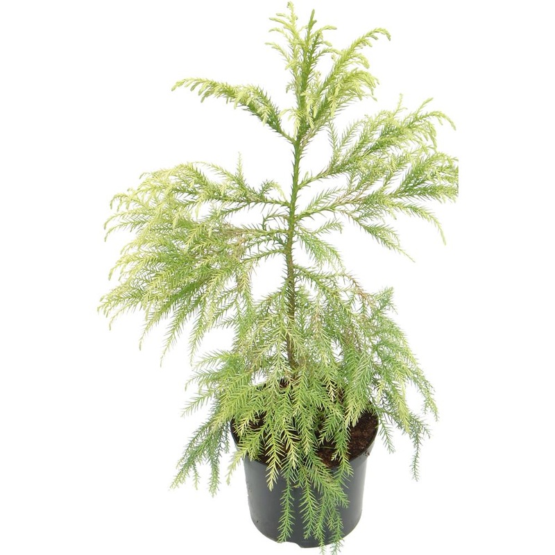 Cryptomeria Japonica Sekkan Sugi 3L