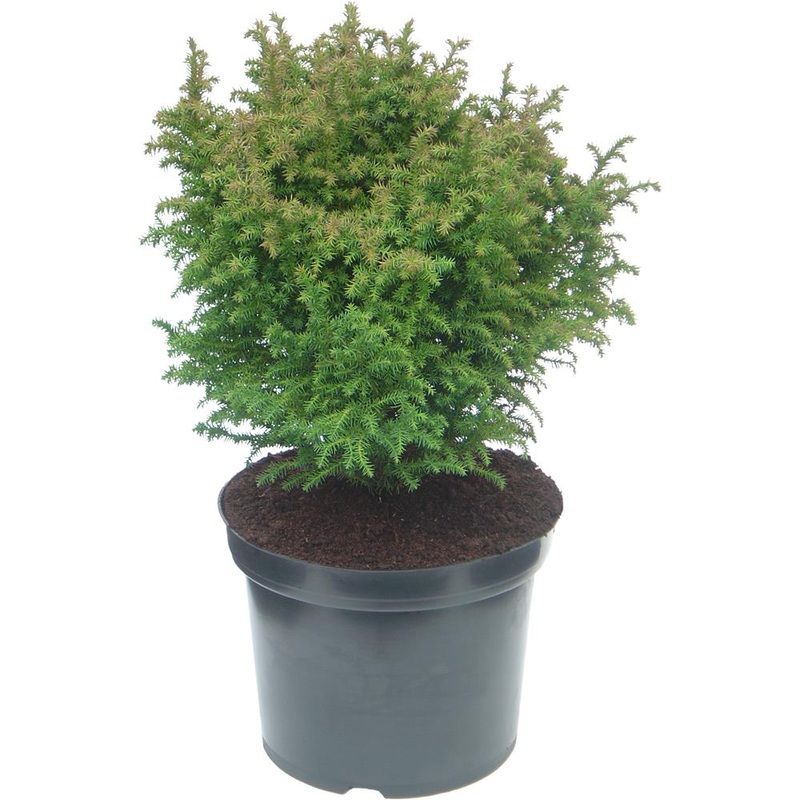 Cryptomeria Japonica Vilmoriniana 3L