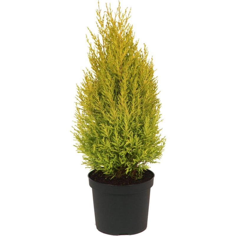 Cupressus Macrocarpa Wilma 3L