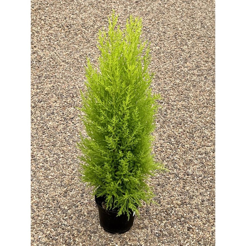 Cupressus Wilma In a2L Pot