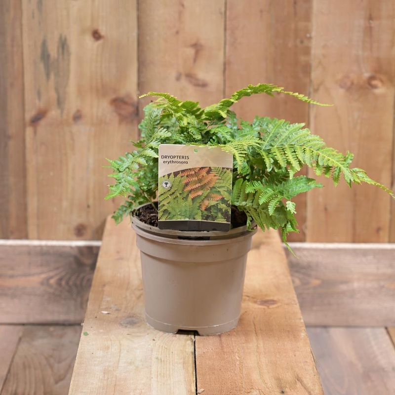Dryopteris Erythrosora 17cm