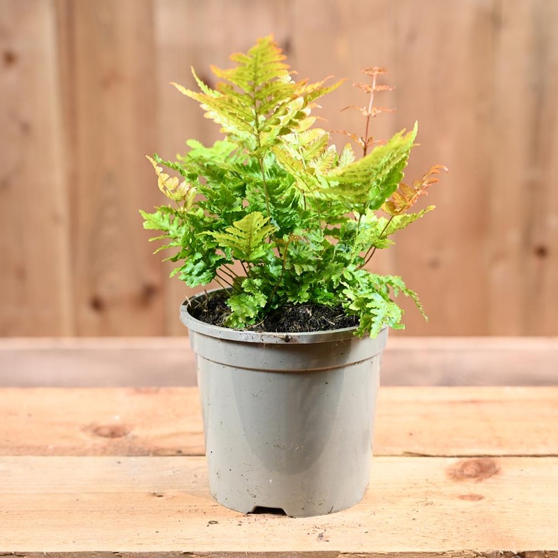 Dryopteris Erythrosora 1L