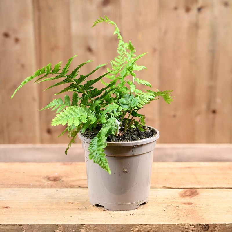 Dryopteris Filix Mas 1L