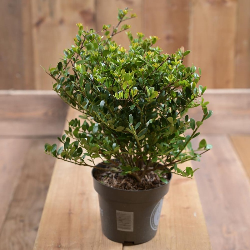 Ilex Crenata Dark Green In a 14cm Pot