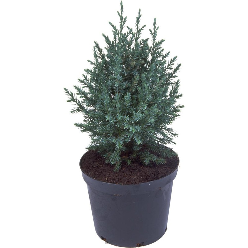 Juniperus Chinensis Pyramidalis 7L