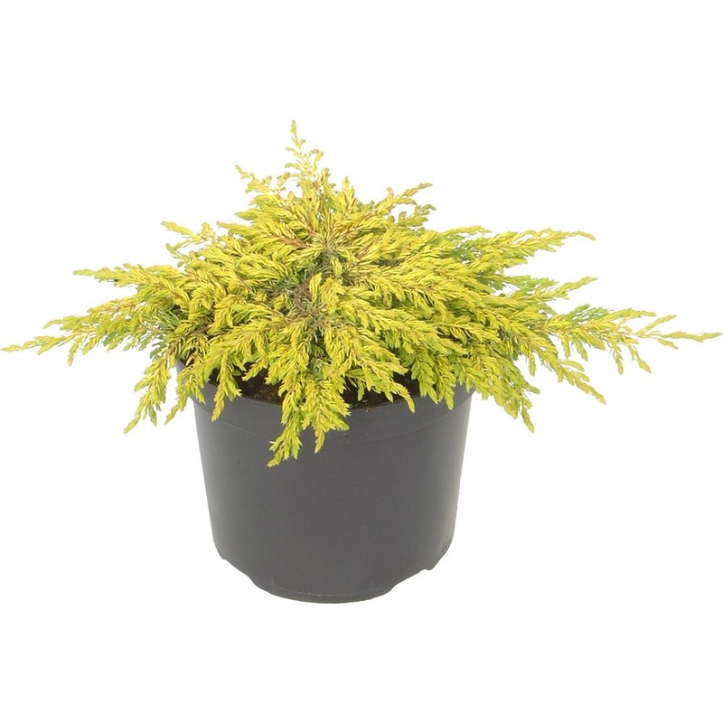 Juniperus Communis Goldschatz 3L