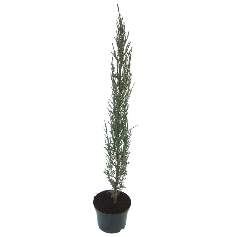 Juniperus Scopulorum Blue Arrow 3L