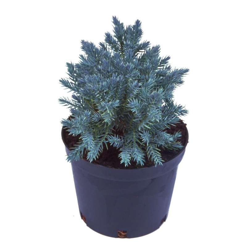 Juniperus Squamata Blue Star 3L
