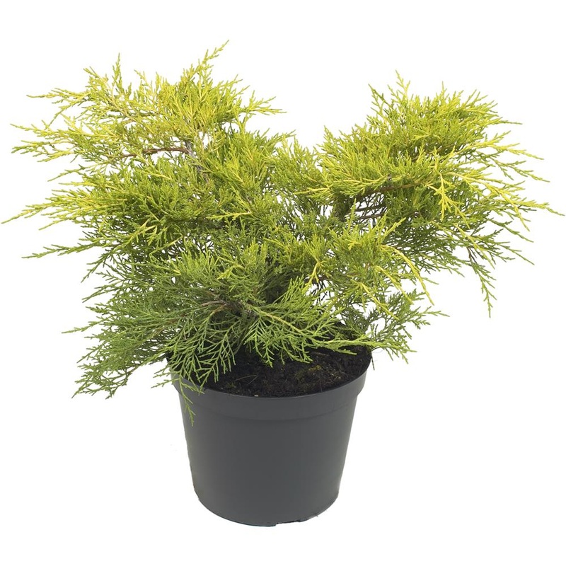 Juniperus X Media Old Gold 3L