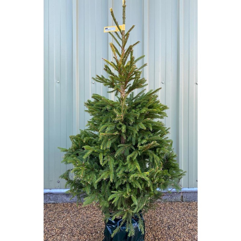 Norway Spruce Premium Pot Grown 175/200