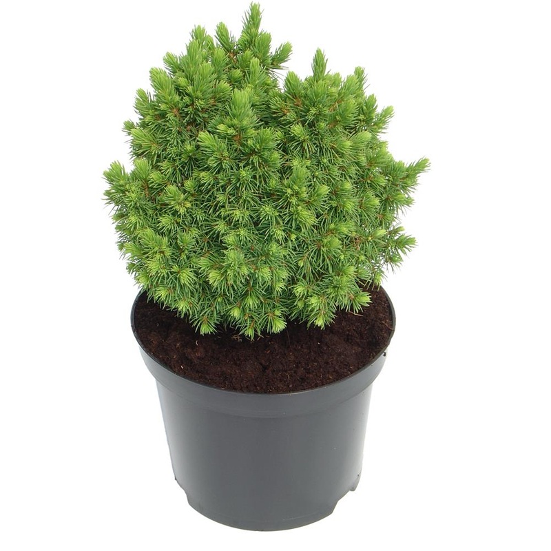 Picea Glauca Alberta Globe 3L