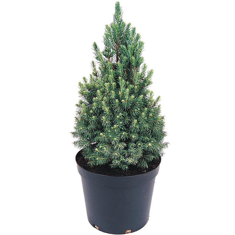 Picea Glauca Albertiana Conica 3L