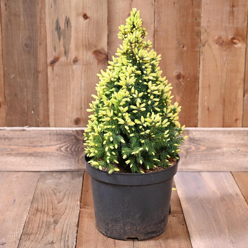 Picea Glauca Daisy’s White 7 Litre