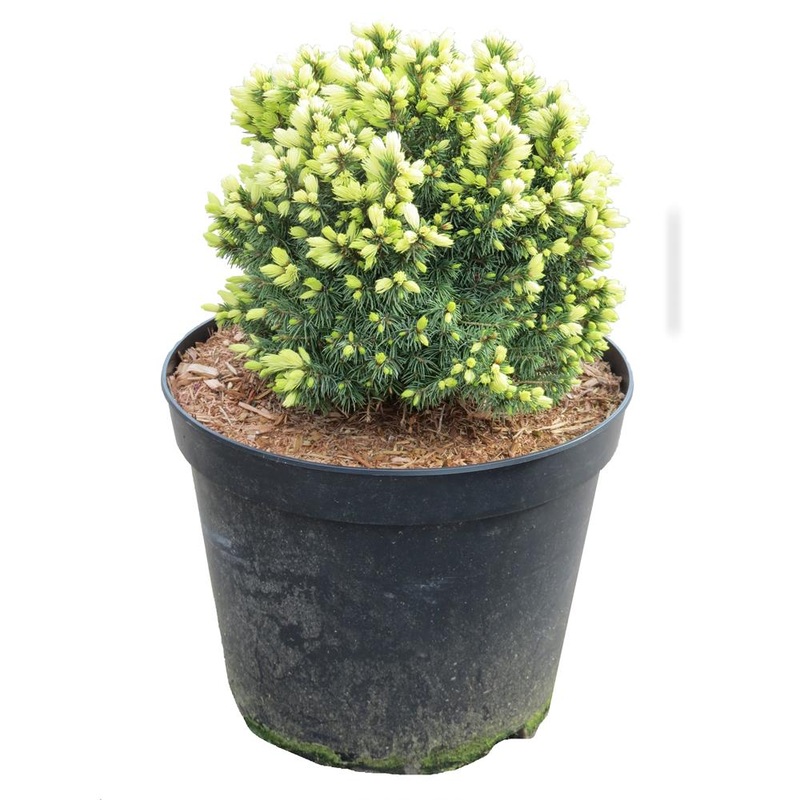 Picea Glauca Jalako Gold 3L