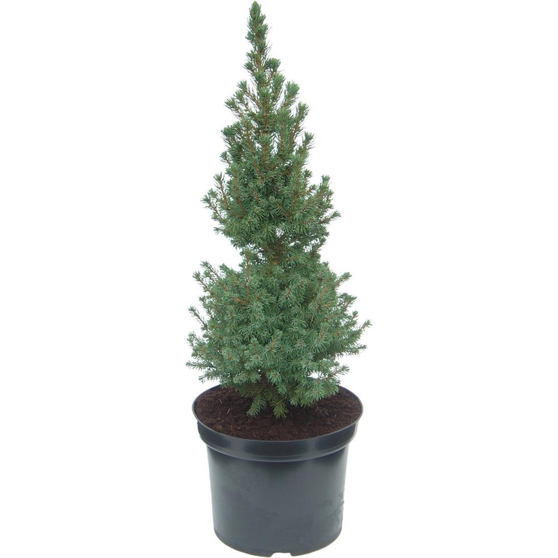 Picea Glauca Sanders Blue 3L