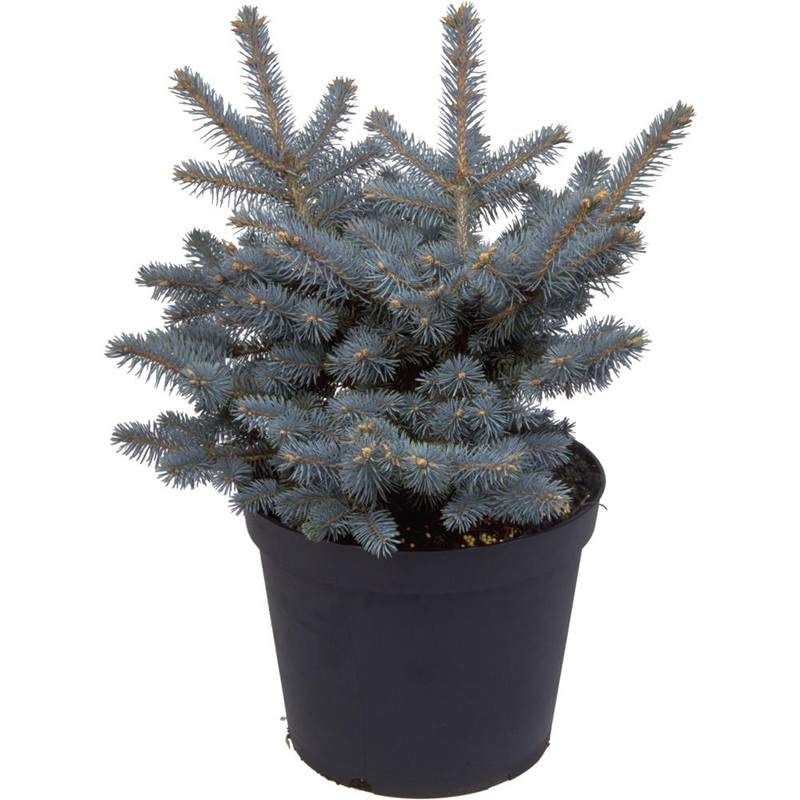 Picea Pungens Globosa 7L