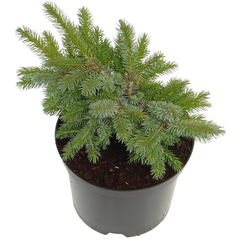 Picea Sitchensis Papoose 3L