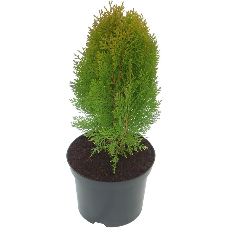 Platycladus Orientalis Nana Aurea 3L
