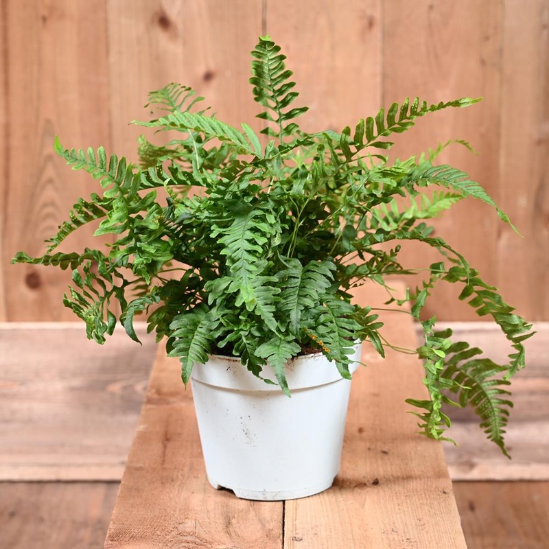 Polypodium Vulgare 17cm pot