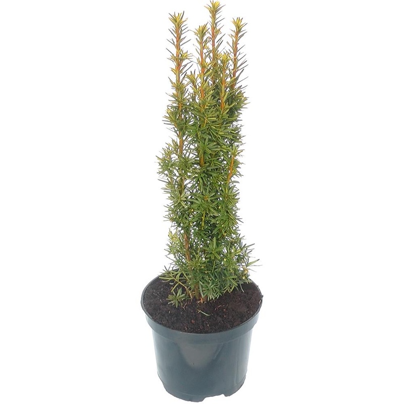 Taxus Baccata David 3L