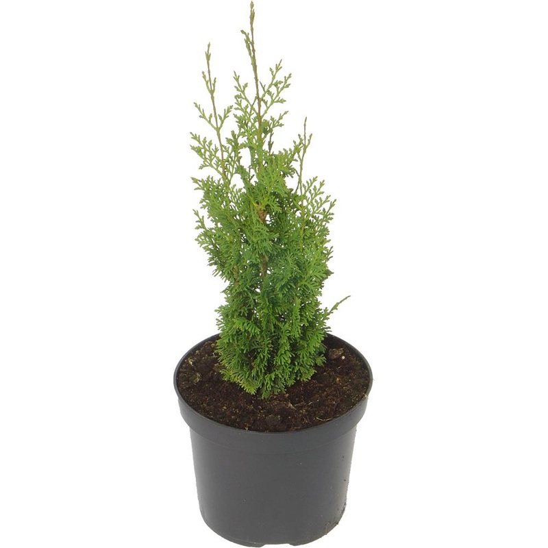 Thuja Occidentalis Brobecks Tower 3L