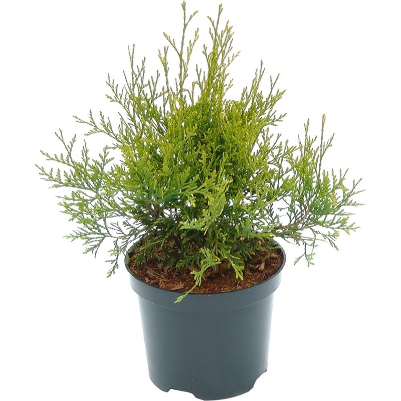 Thuja Occidentalis Golden Brabant 3L
