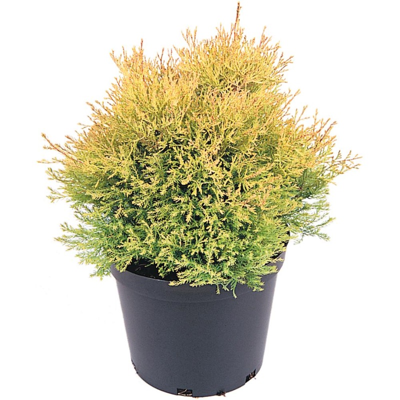 Thuja Occidentalis Rheingold 3L