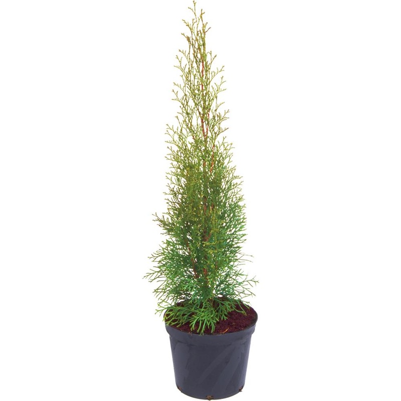 Thuja Occidentalis Smaragd 3L