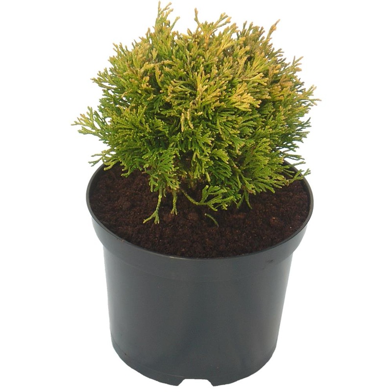 Thuja Plicata Rogersii 3L