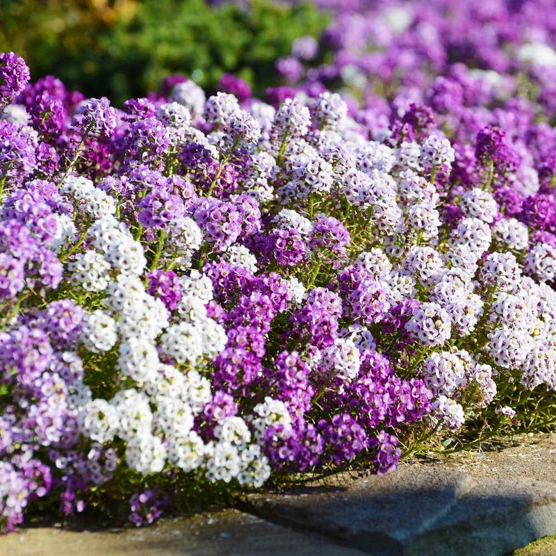 Alyssum Mixed 6 Pack