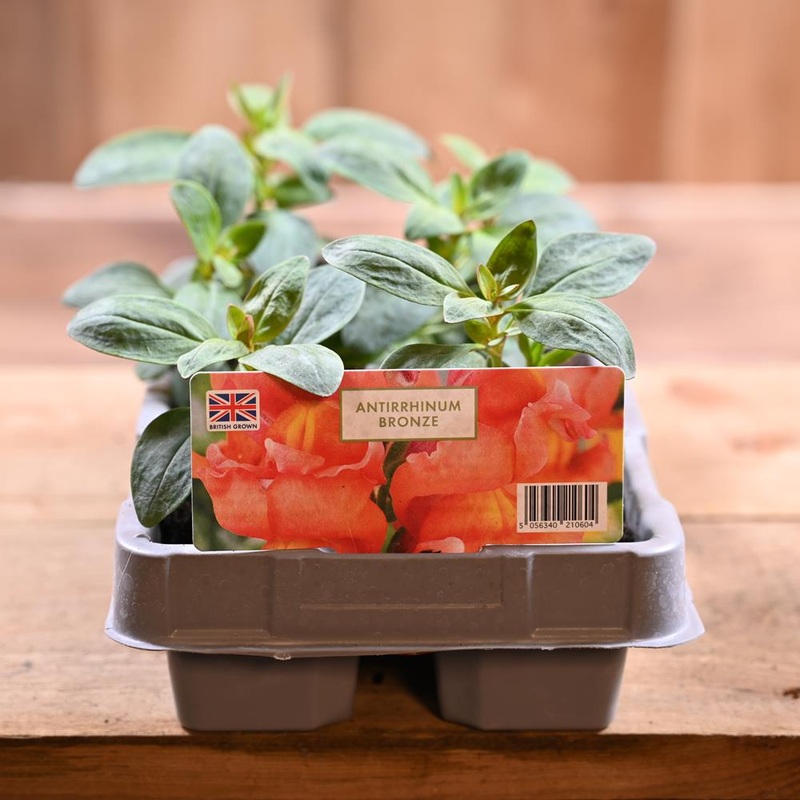 Antirrhinum Bronze 6 Pack