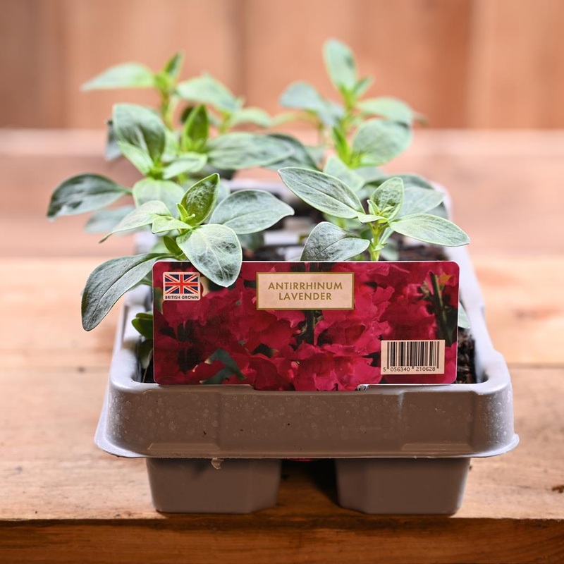 Antirrhinum Lavender 6 Pack