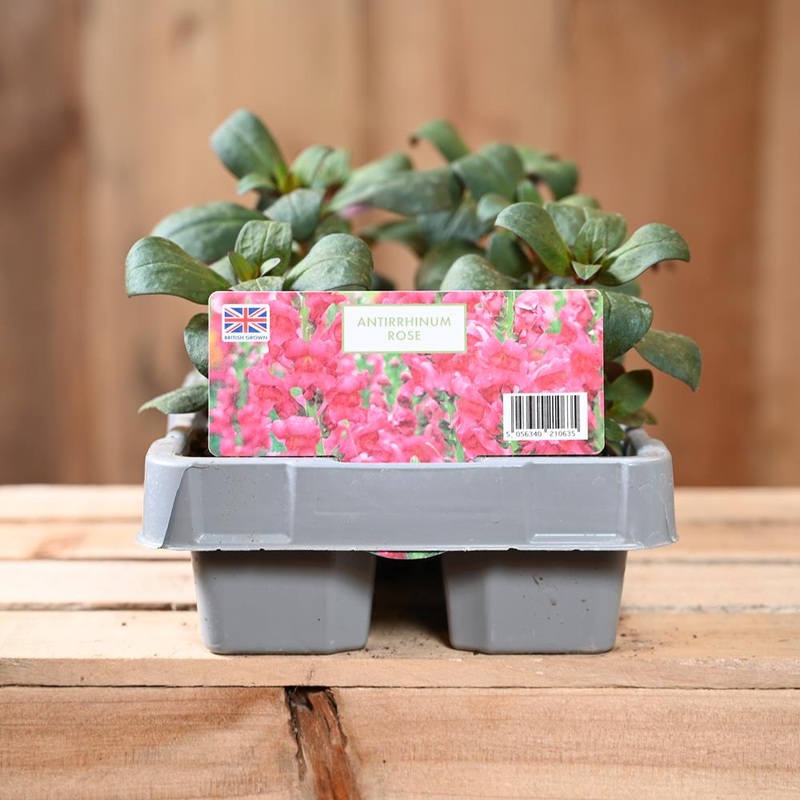 Antirrhinum Rose 6 Pack