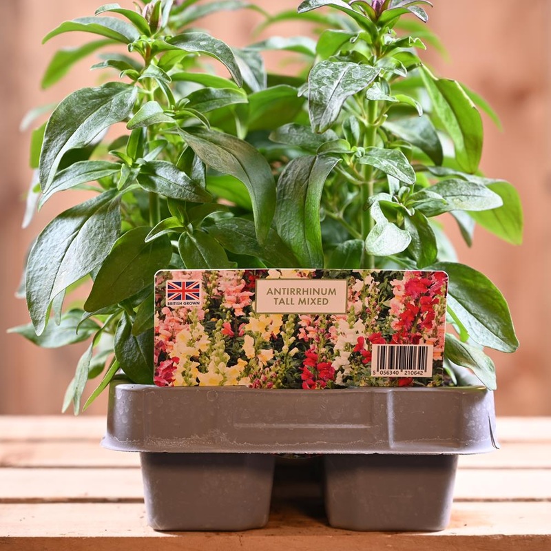 Antirrhinum Tall Mixed 6 Pack