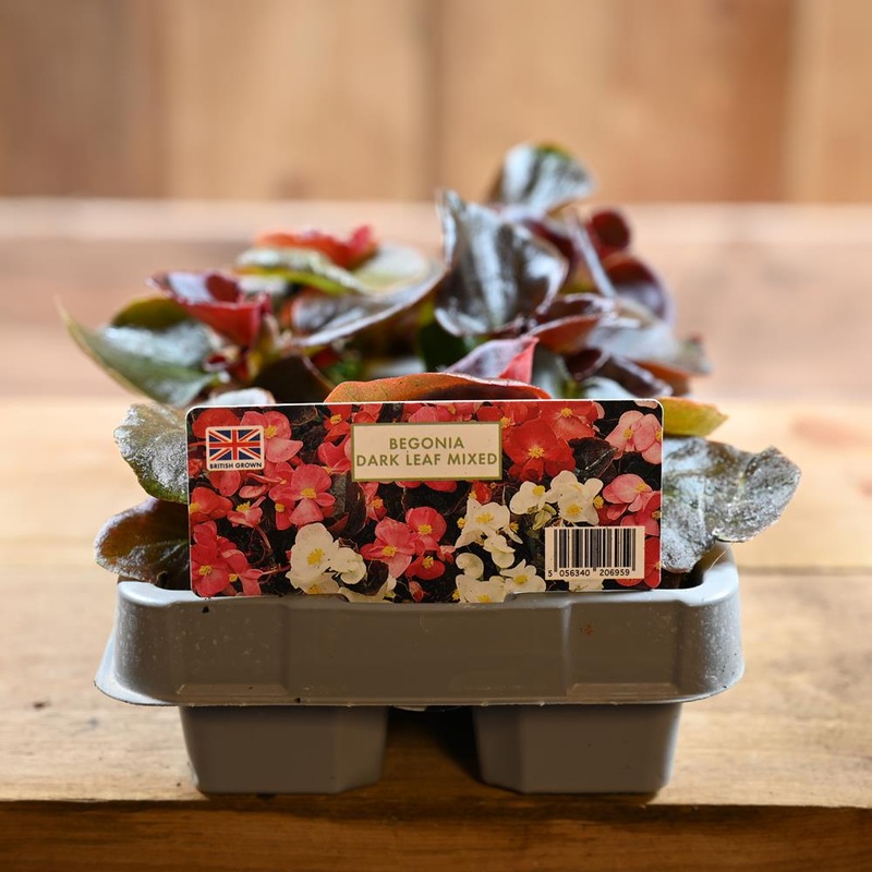 Begonia Dark Leaf Mixed 6 Pack