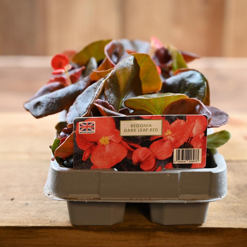 Begonia Dark Leaf Red 6 Pack
